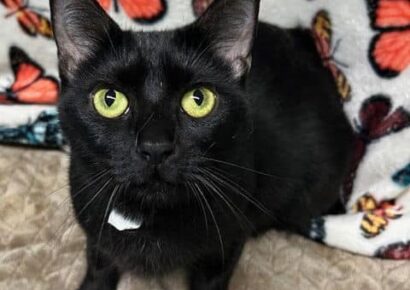 An Angel needs a forever home