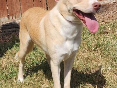 Honey Bun is as sweet as her name