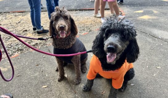 Pet lovers flock to PAHS Pet Palooza at Cooters Pond Park