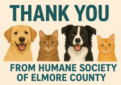 Shelters give thanks as staff work through holiday to care for animals