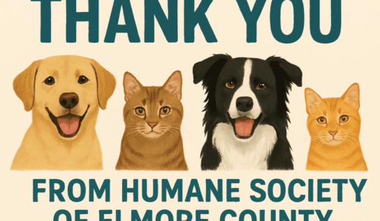 Shelters give thanks as staff work through holiday to care for animals