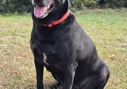 BB is looking for an only pet household