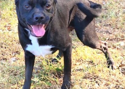 Pretty Baby needs her forever home