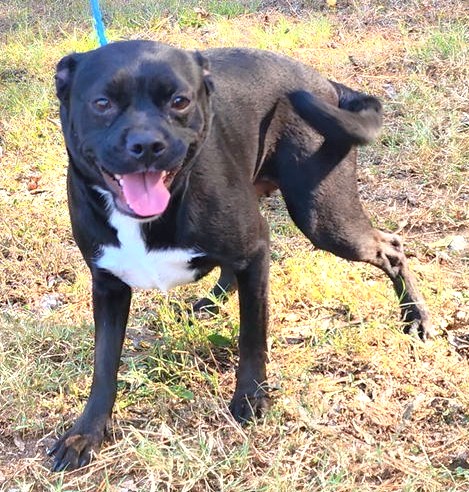 Pretty Baby needs her forever home