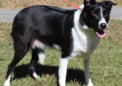 Sassy Rose is a nervous soul seeking comfort and companionship!