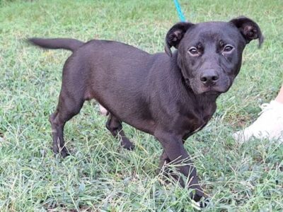 Bring happy go lucky Duce home!