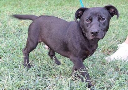 Bring happy go lucky Duce home!