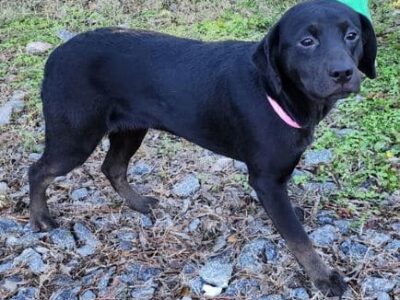 Paris is very loving and dreams of a family to call her own for Christmas!