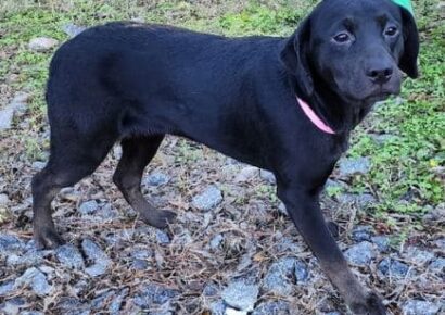 Paris is very loving and dreams of a family to call her own for Christmas!