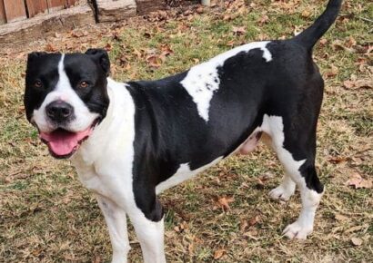 Zeus, a loyal companion, waits for a fresh start