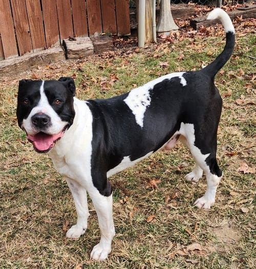 Zeus, a loyal companion, waits for a fresh start