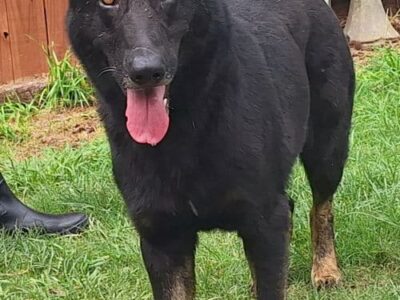 Friendly Dakota needs a family