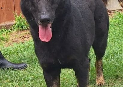 Friendly Dakota needs a family