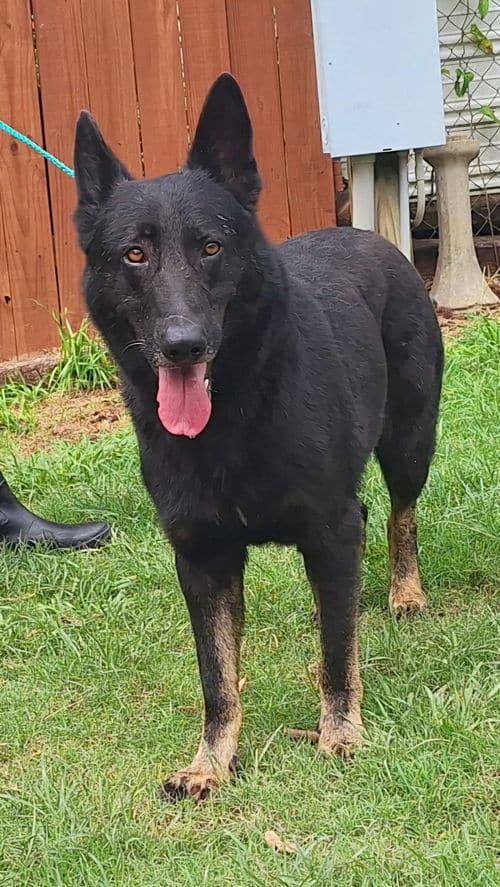 Friendly Dakota needs a family