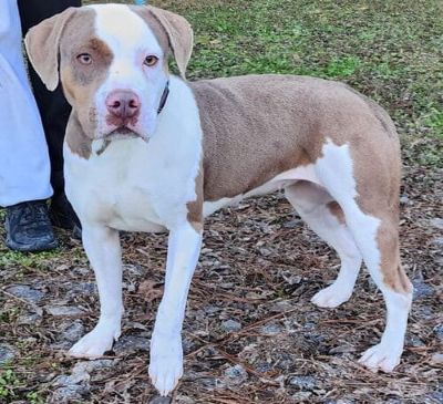 Miss Kitty needs a place!