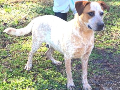 Adopt a beautiful Pearl