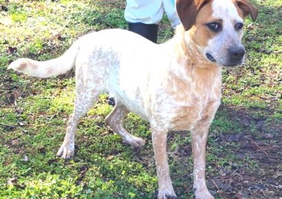 Adopt a beautiful Pearl