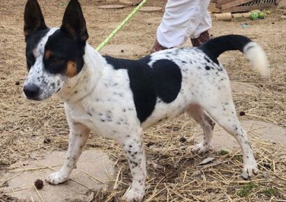 Jack is on the run for a new home!