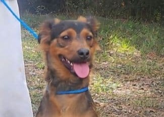 Bandit, friendly 30-pound pup seeks family!