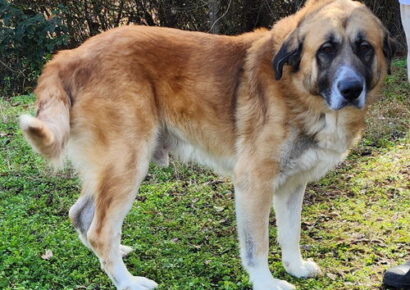 Dixon is ready for a new home!