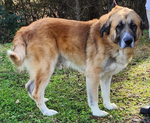 Dixon is ready for a new home!