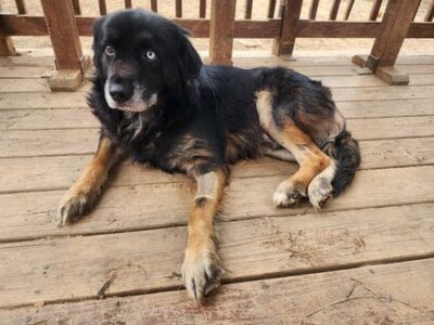 Sparky the couch potato needs a permanent couch