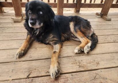 Sparky the couch potato needs a permanent couch