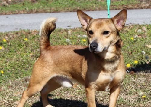 Greg the corgi mix seeks forever home!
