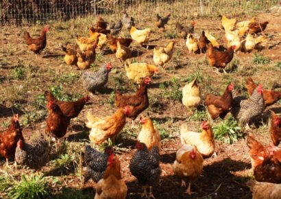 Alabama Extension to host Cooptastic conference centered on backyard chicken flocks