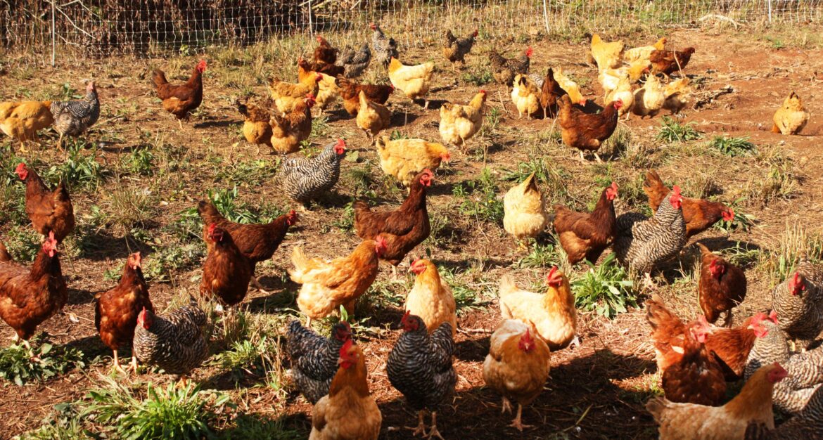 Alabama Extension to host Cooptastic conference centered on backyard chicken flocks