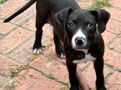 Shy Baby Girl needs a good home!