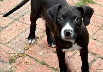 Shy Baby Girl needs a good home!