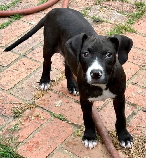 Shy Baby Girl needs a good home!