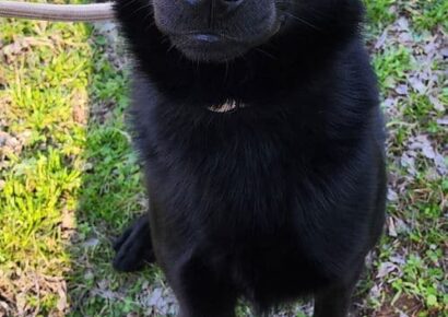 Bark Simpson is looking for a family!