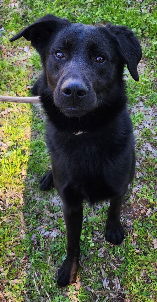 Bark Simpson is looking for a family!