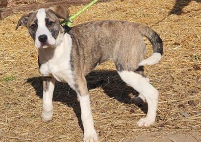 Playful bulldog mix puppy Margot seeks her fur-ever home!
