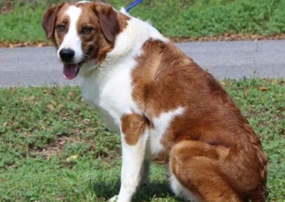 Shy but sweet Beau, 1-year-old retriever mix, seeks patient home