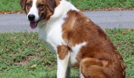 Shy but sweet Beau, 1-year-old retriever mix, seeks patient home