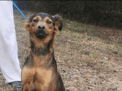 Wanted: A loving home for Bandit, a pup who steals hearts