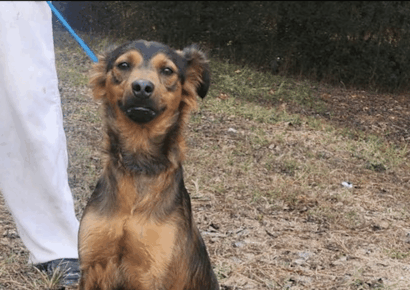 Wanted: A loving home for Bandit, a pup who steals hearts