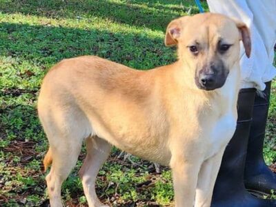 Sweet and loving Tinkerbell is ready for a home!