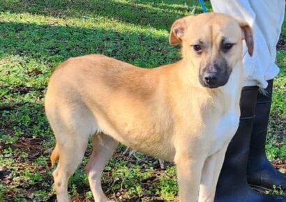 Sweet and loving Tinkerbell is ready for a home!