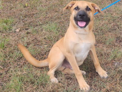 Family-friendly dog Ducky is back up for adoption