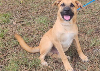 Family-friendly dog Ducky is back up for adoption