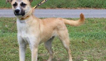 Little Jack, a playful 7-month-old shepherd mix, is ready for a home!