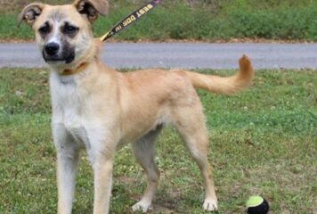 Little Jack, a playful 7-month-old shepherd mix, is ready for a home!