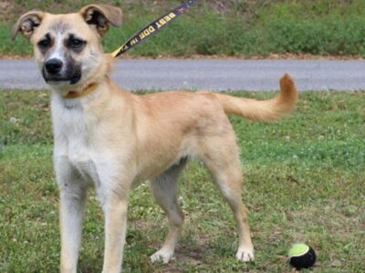 Little Jack, a playful 7-month-old shepherd mix, is ready for a home!