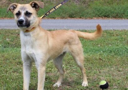 Little Jack, a playful 7-month-old shepherd mix, is ready for a home!