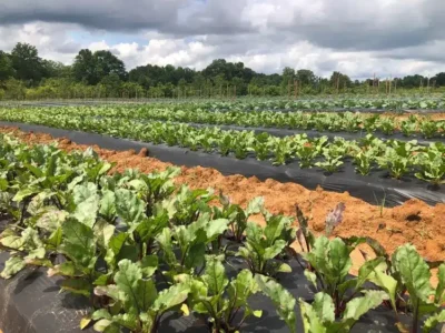 Elmore County School District awarded $500K USDA grant for farm-to-school hub in Wetumpka