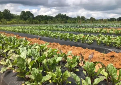 Elmore County School District awarded $500K USDA grant for farm-to-school hub in Wetumpka